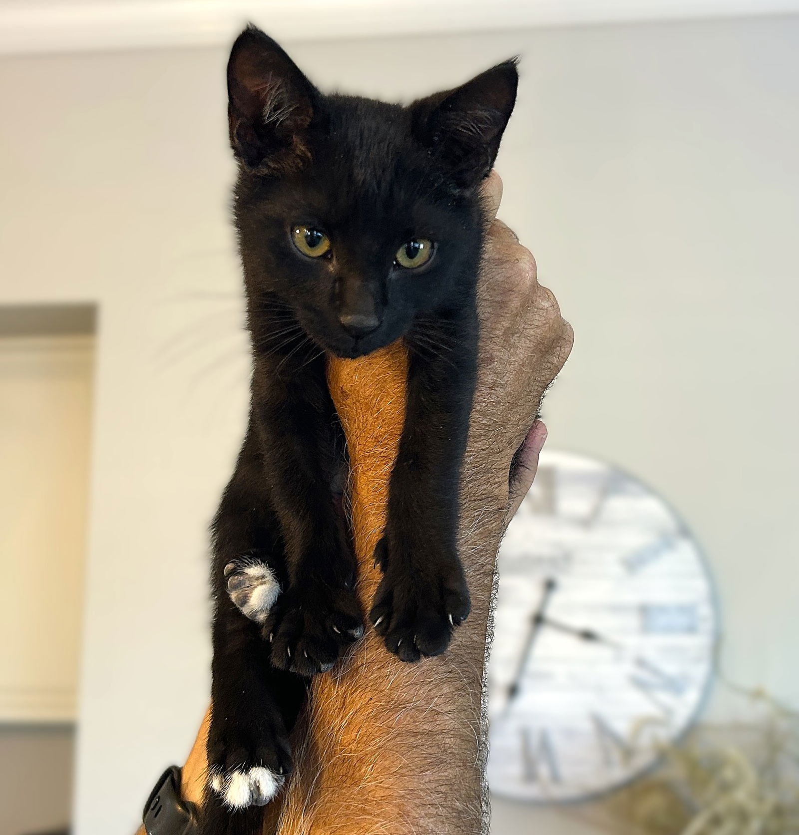 TIPPY TOES - Domestic Short Hair available for adoption