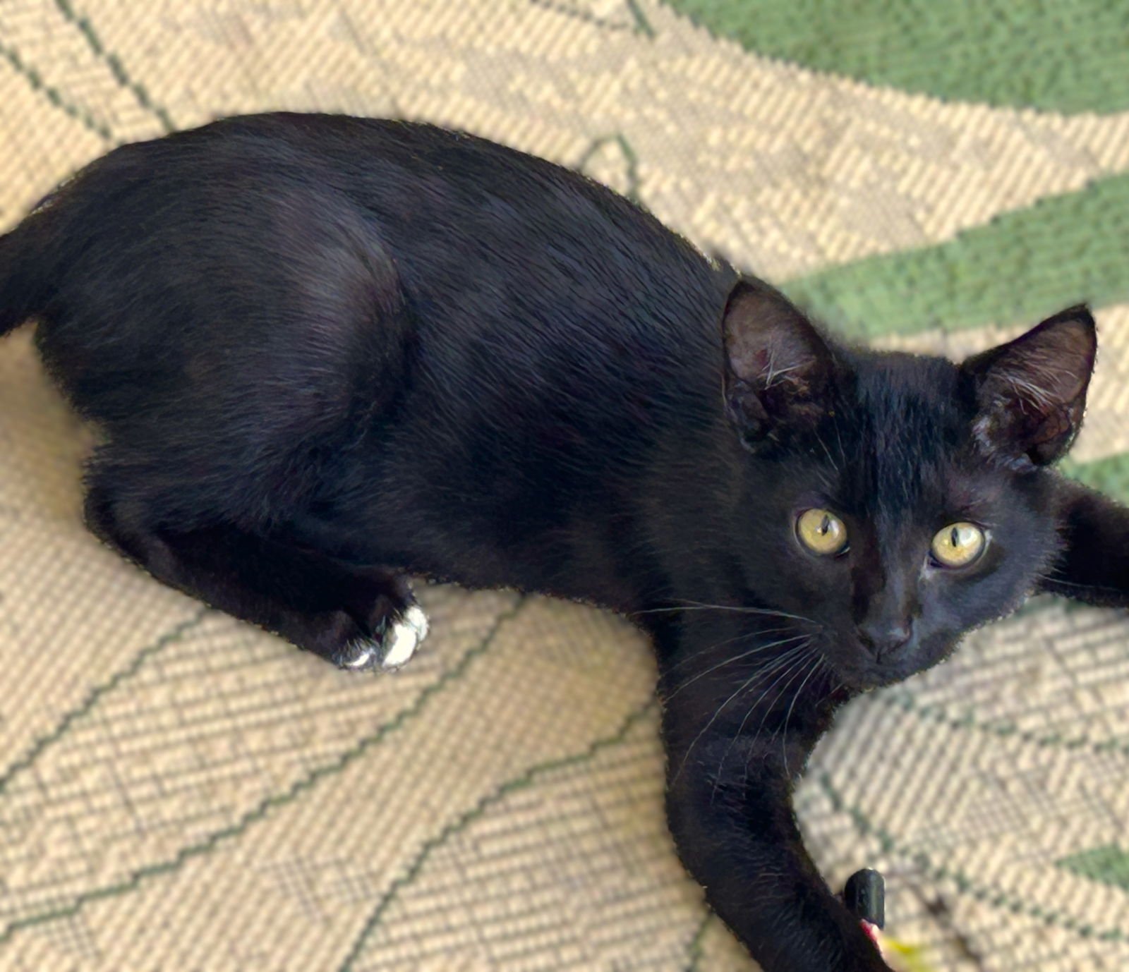 TIPPY TOES - Domestic Short Hair available for adoption