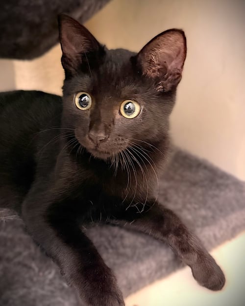 NOX - Domestic Short Hair available for adoption