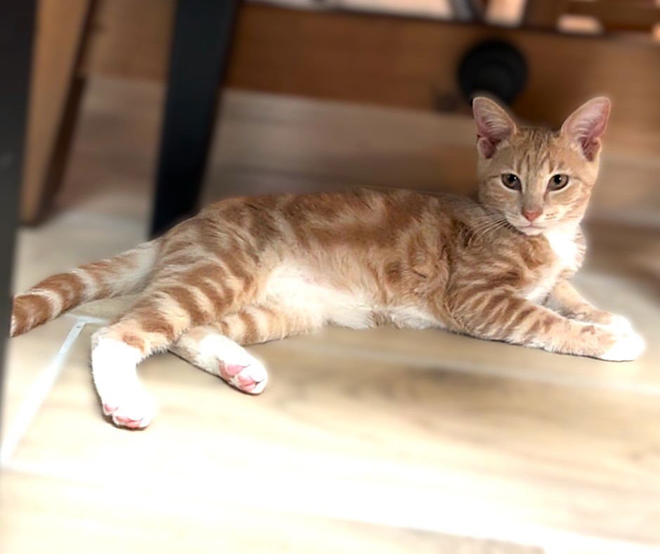 DAISY MAE - Tabby available for adoption