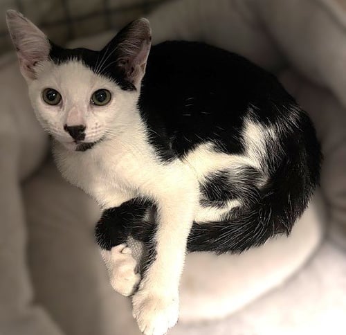CHASE - Domestic Short Hair for adoption in Cape Coral
