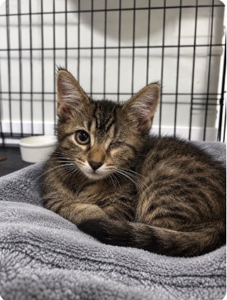 DOLLY - Tabby / Domestic Medium Hair available for adoption