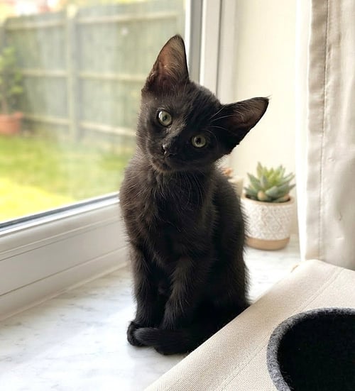 ASTRID - Domestic Short Hair available for adoption
