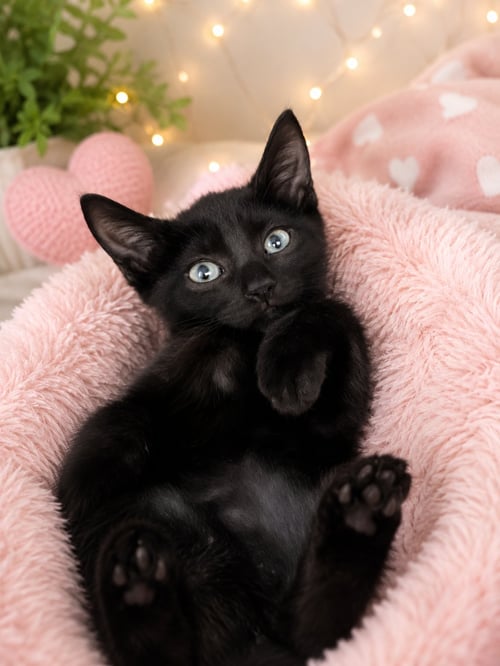 ASTRID - Domestic Short Hair available for adoption