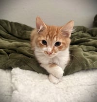 Titus - Photo 1