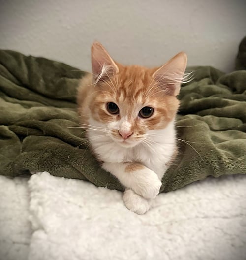 TITUS - Domestic Medium Hair / Tabby available for adoption