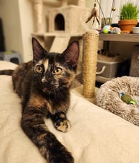 Moxie - Photo 1