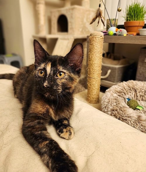 MOXIE - Tortoiseshell available for adoption