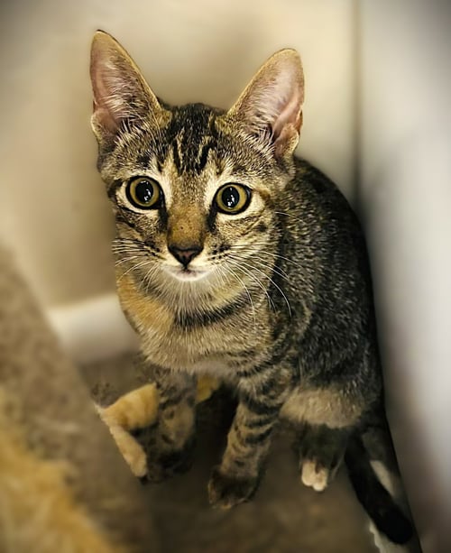 SPARK PLUG - Tabby available for adoption
