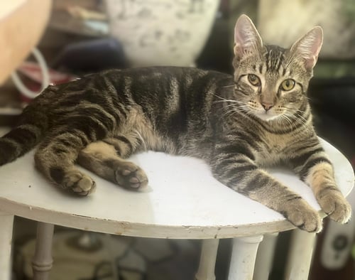JACKSON - Tabby available for adoption