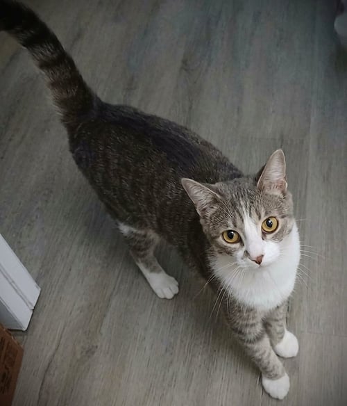 SPANKY - Tabby available for adoption