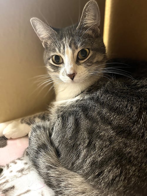 SPANKY - Tabby available for adoption