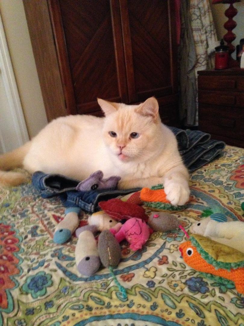 BAILEY  & BARNUM - Himalayan / Siamese available for adoption