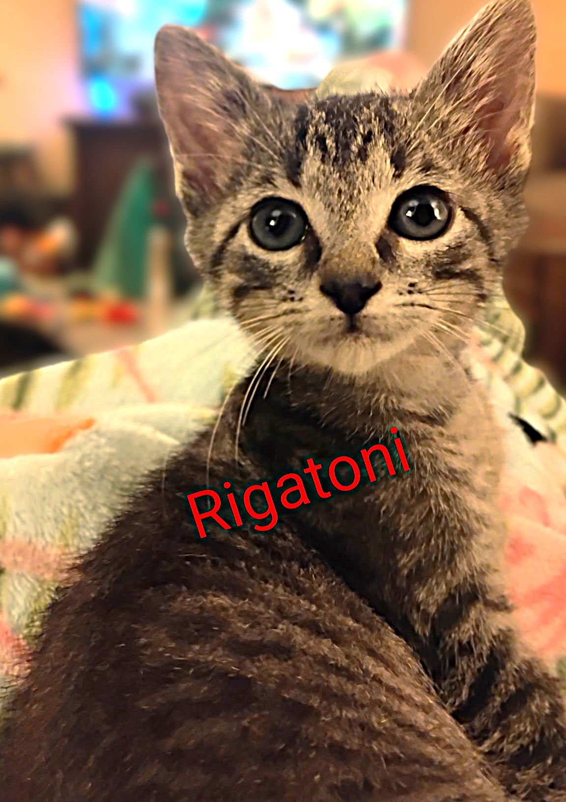 RIGATONI - Tabby / Domestic Short Hair available for adoption
