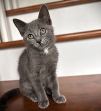 Jack Frost - Photo 1
