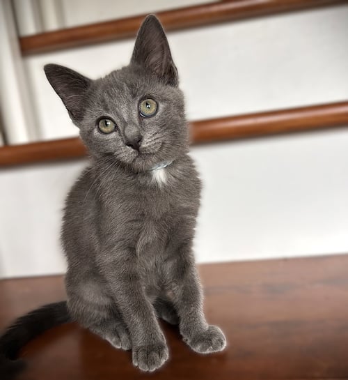 JACK FROST - Russian Blue for adoption in Fort Myers