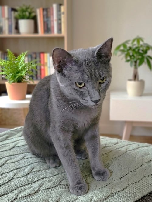 RIVER - Russian Blue available for adoption