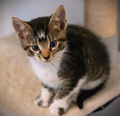JASPER - Extra-Toes Cat (Hemingway Polydactyl) / Tabby for adoption in Cape Coral