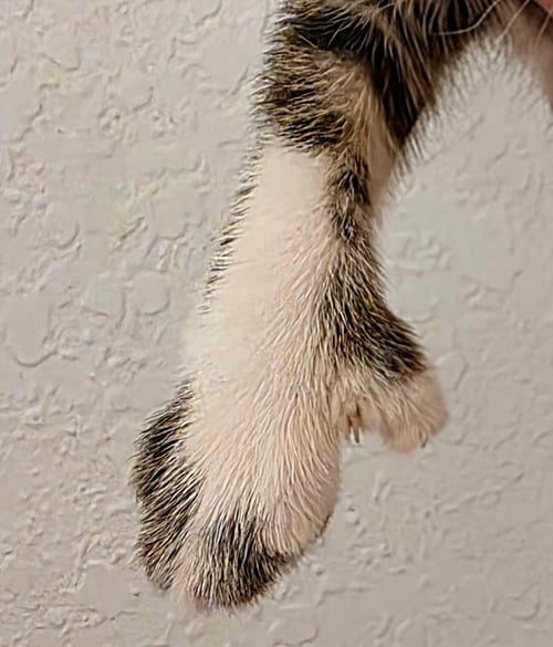 JASPER - Extra-Toes Cat (Hemingway Polydactyl) / Tabby available for adoption