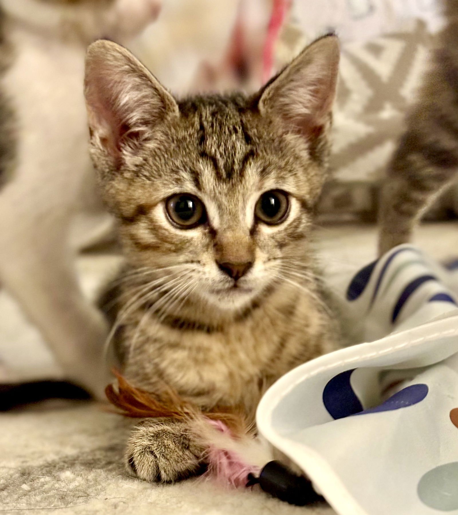 JEAN GRAY - Tabby / Domestic Short Hair available for adoption