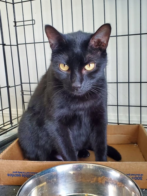 VIOLET - Domestic Short Hair available for adoption
