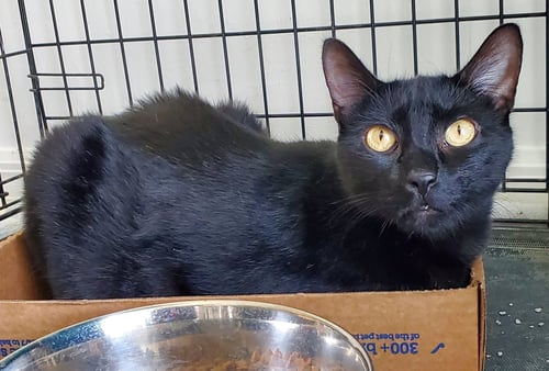 VIOLET - Domestic Short Hair available for adoption