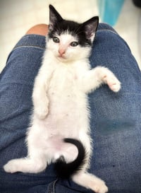 Buster - Photo 1