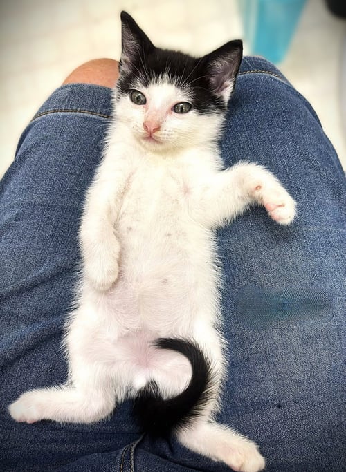 BUSTER - Domestic Short Hair available for adoption