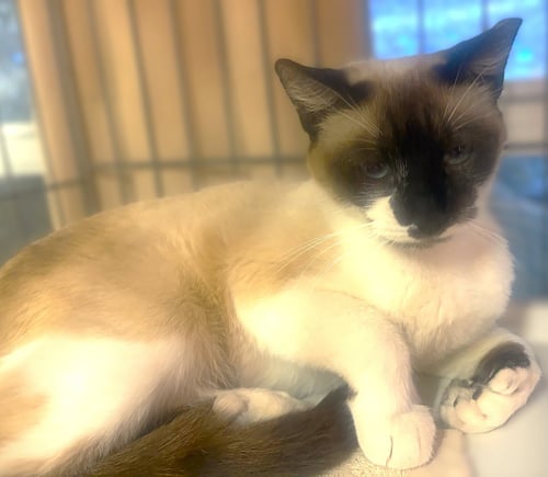 PEEKABOO - Siamese / Extra-Toes Cat (Hemingway Polydactyl) available for adoption