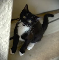 Moxi - Photo 1