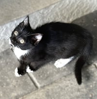 Moxi - Photo 2