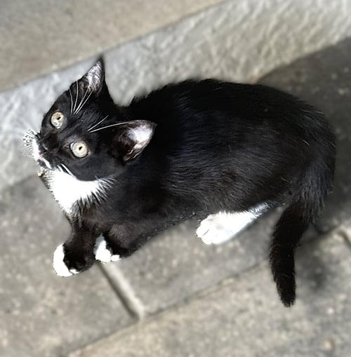 MOXI - Tuxedo available for adoption