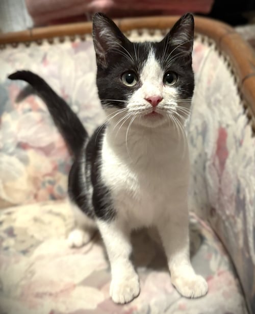 TOBIAS - Domestic Short Hair available for adoption