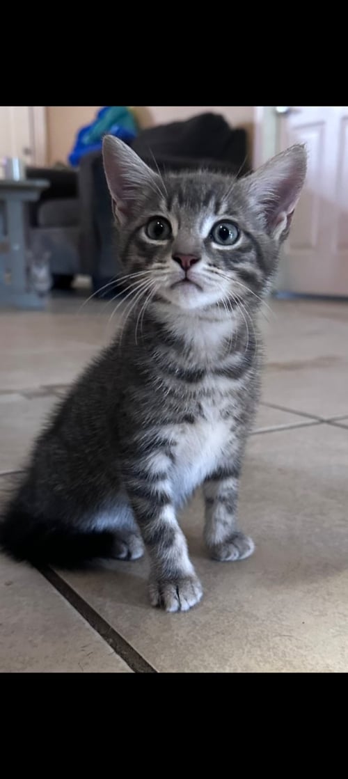 GRAVY AND BISCUITS - Domestic Short Hair / Tabby available for adoption
