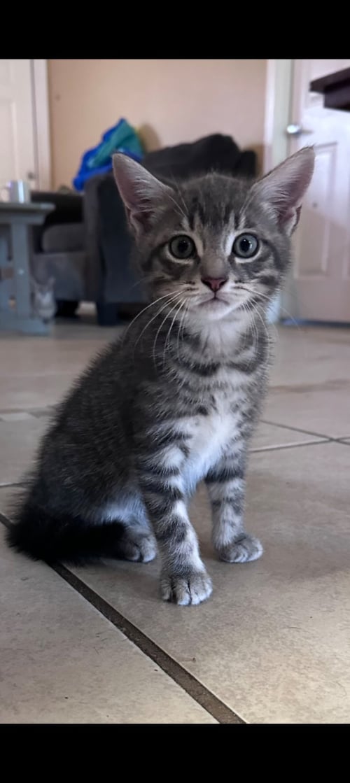 GRAVY AND BISCUITS - Domestic Short Hair / Tabby available for adoption