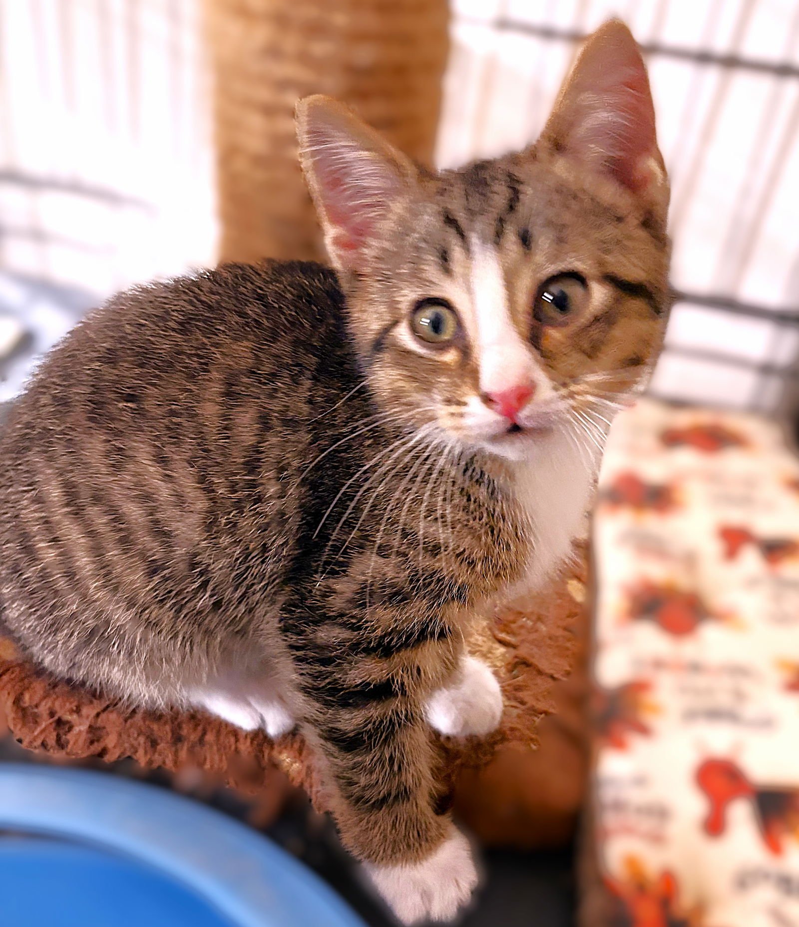 JINU - Tabby available for adoption