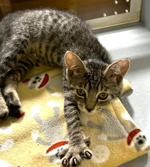 DIESEL - Tabby available for adoption