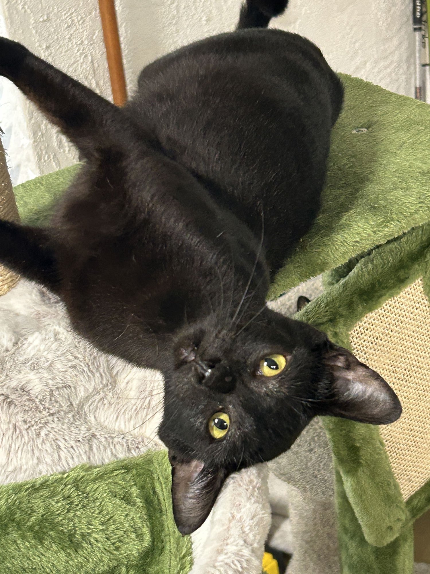 SUZY CUE - Domestic Short Hair available for adoption