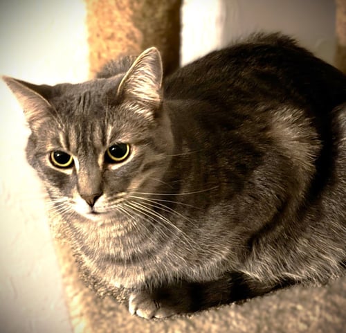 GEORGE - Tabby / Domestic Short Hair available for adoption