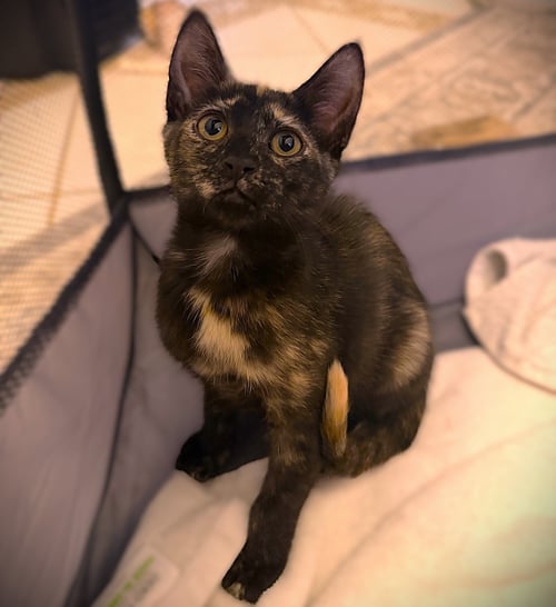MAVIS - Tortoiseshell available for adoption