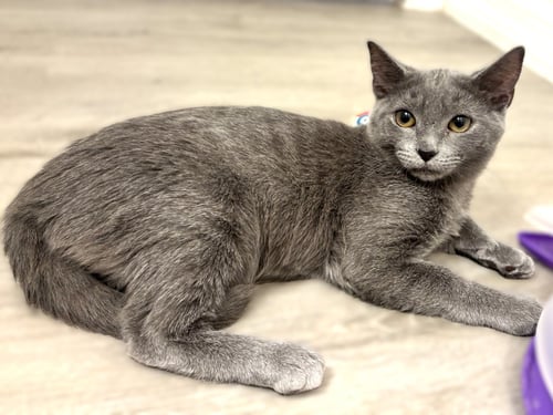 HERA - Russian Blue available for adoption