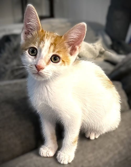EDDIE (VAN HALEN) - Domestic Short Hair for adoption in Cape Coral