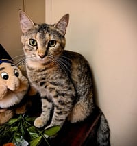 Coco Puff - Photo 1