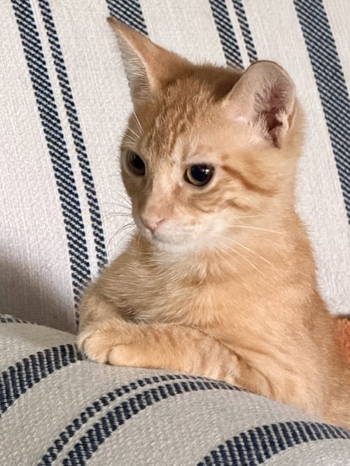CHITO - Domestic Short Hair available for adoption