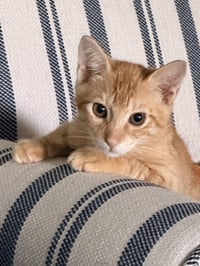 Chito - Photo 3