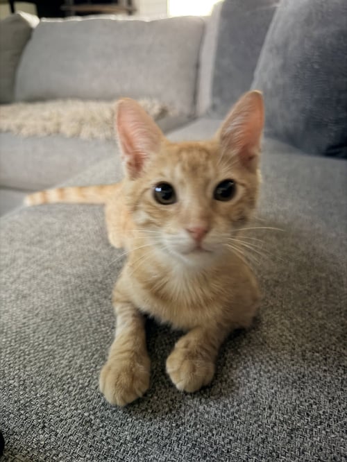 CHITO - Domestic Short Hair available for adoption