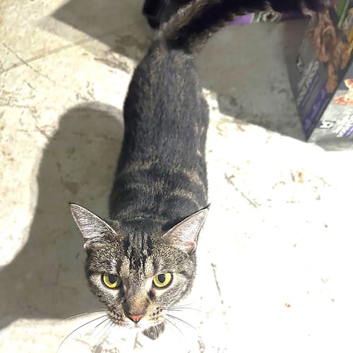 MISS TRIXIE - Tabby available for adoption