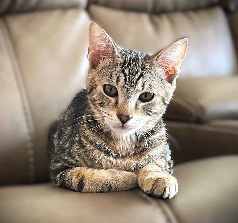 CRAIG - Tabby available for adoption