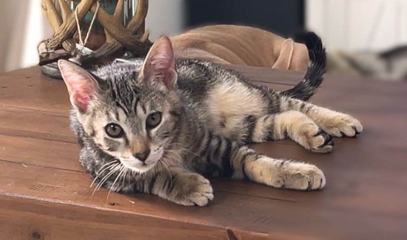 CRAIG - Tabby available for adoption