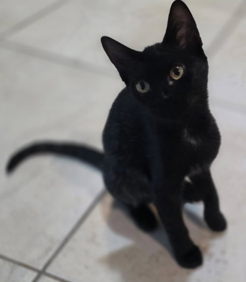 JELLY - Domestic Short Hair available for adoption